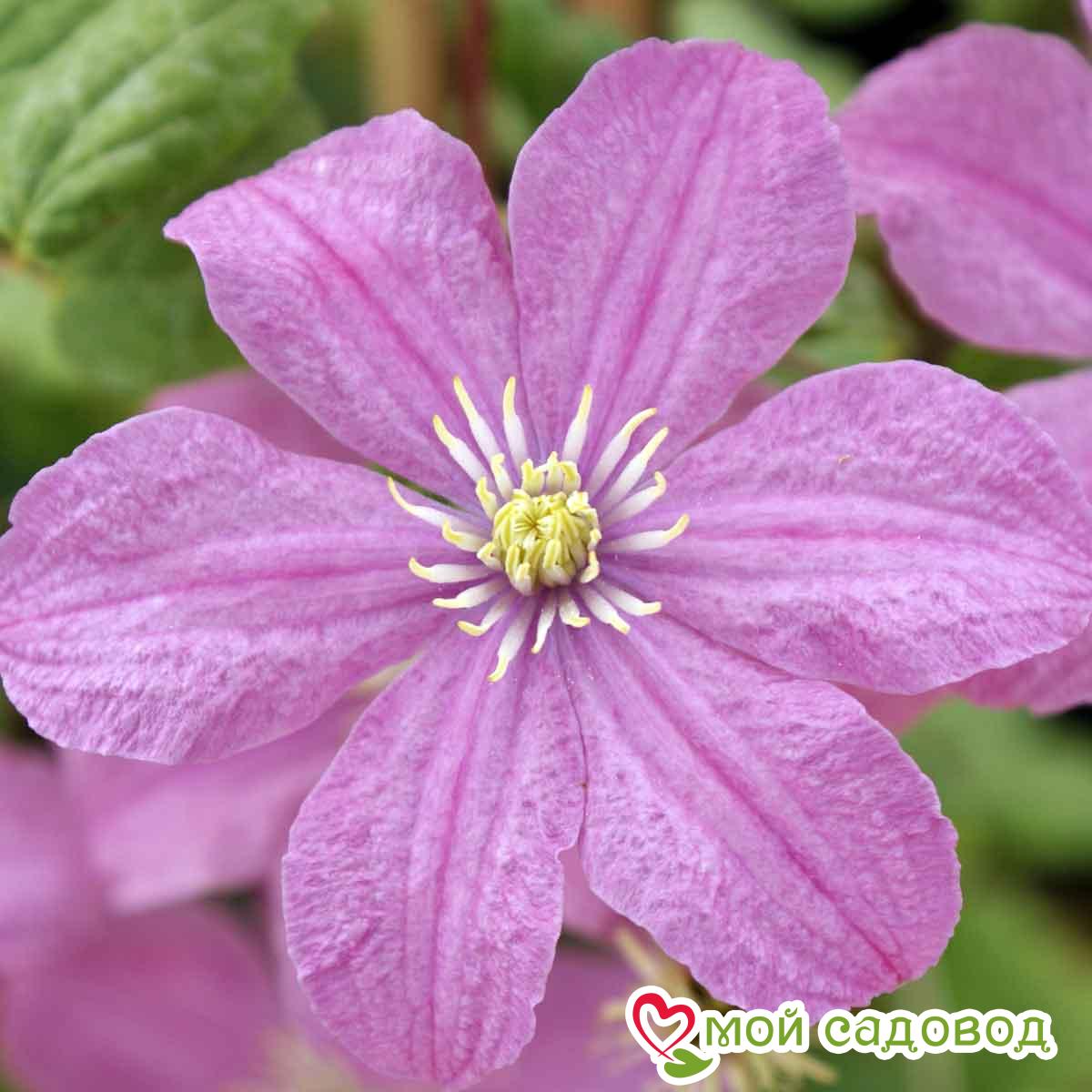 Клематис Комтесс де Бушо ЗКС