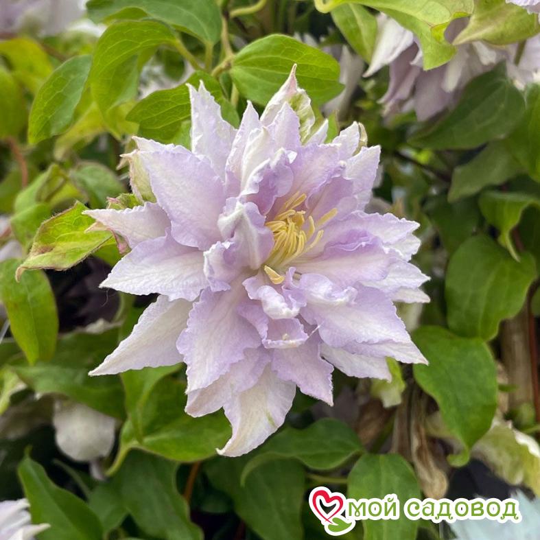 Клематис Дансин Кинг ЗКС