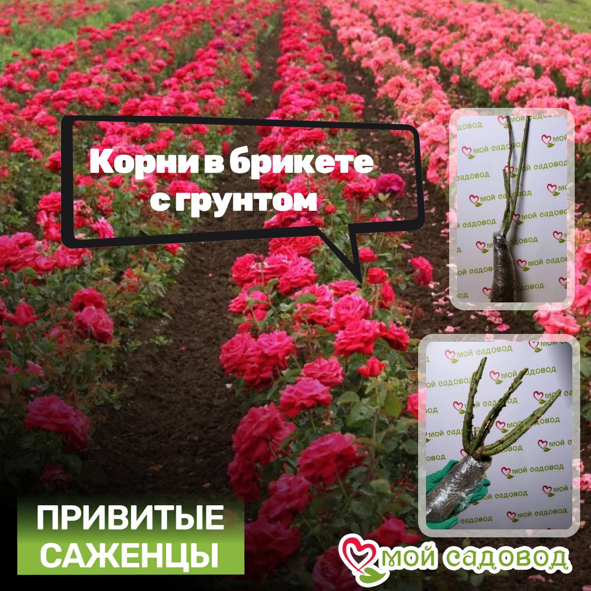 Роза Артур Рембо чайно-гибридная