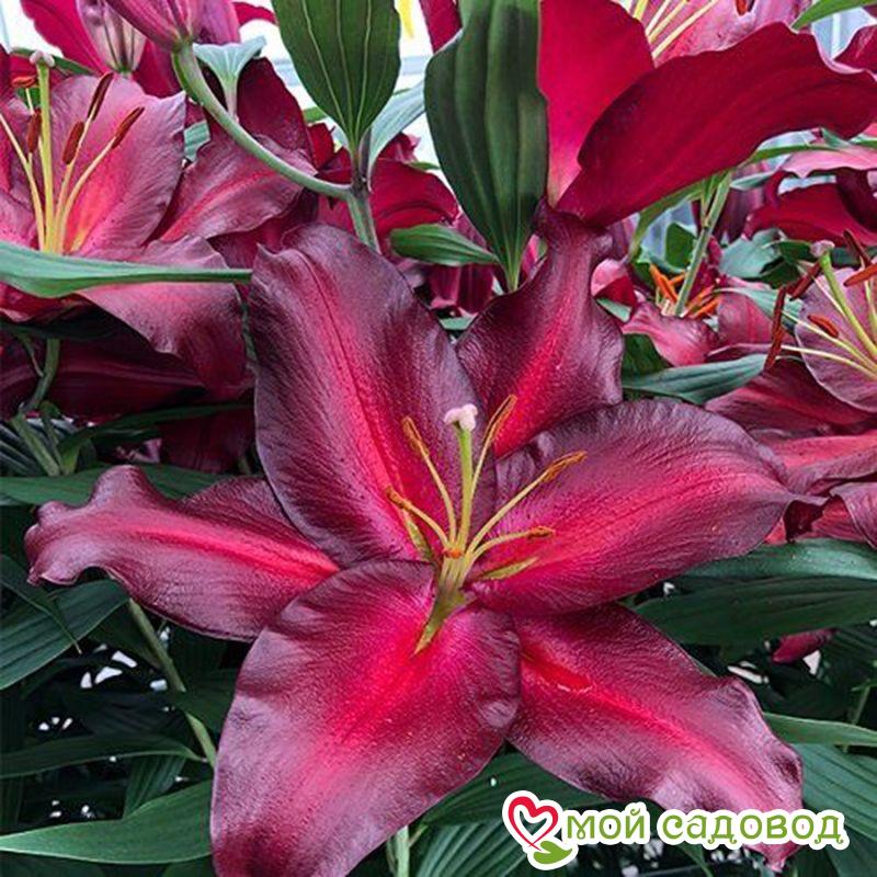 Лилия АВИНЬЕР — Восточный гибрид