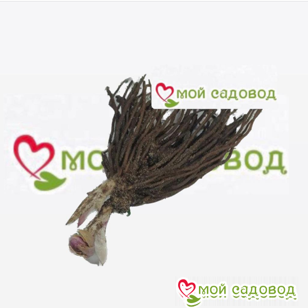 Морозник Гранд Флорал